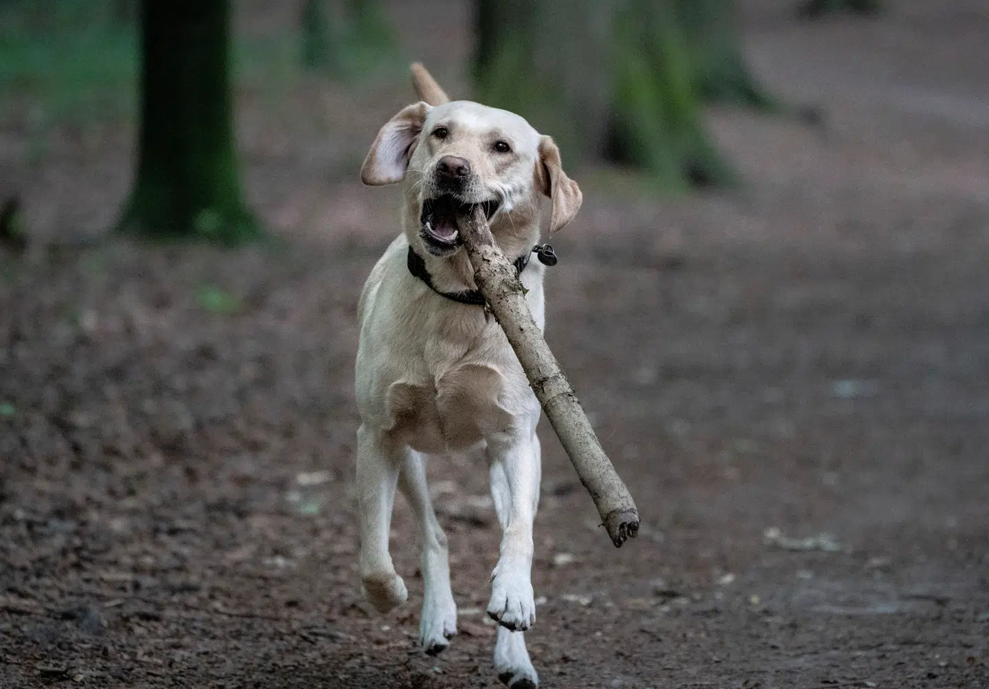 Lad os sammen revidere hundeloven, så den bygges på etisk ansvarlighed, viden og respekt for hunde som levende væsener, skriver Lise Rovsing.