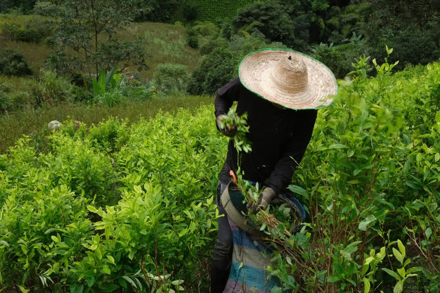 A worker harvesting coca leaves last week in the province of Cauca, Colombia.