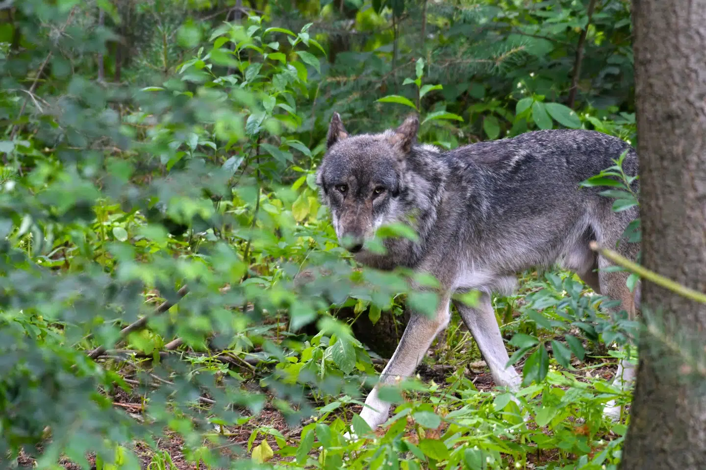 Planen er, at de frivillige ulveværnsgrupper skal skræmme ulve væk fra byområder ved hjælp af lys og lyd. (Arkivfoto).