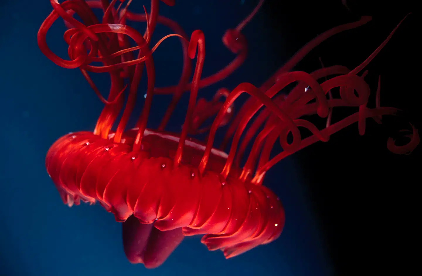 Forunderlige dyr lever i dybhavets buldermørke – blæksprutten her blev fundet på over 1000 meters dybde ud for Australien. Foto: Justin Marshall, Scanpix