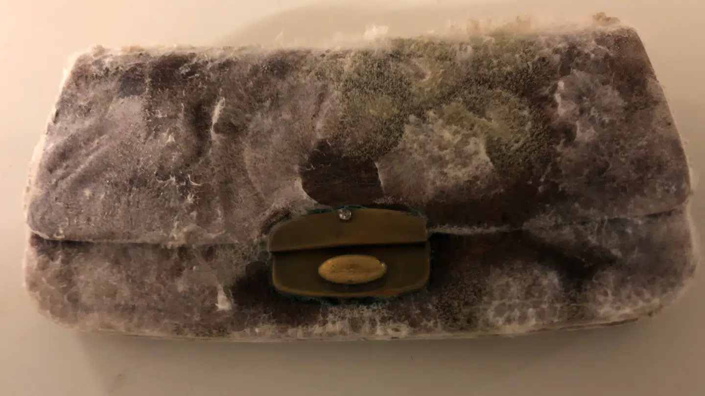 En ny form for skimmelsvamp rammer mange danske statsanerkendte museer. Den bærer det mundrette navn 'Aspergillus section Restricti'.