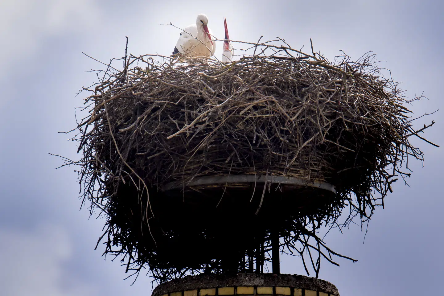 Også tidligere år har storke ruget æg i reden i Gundsølille på Sjælland. (Arkivfoto).
