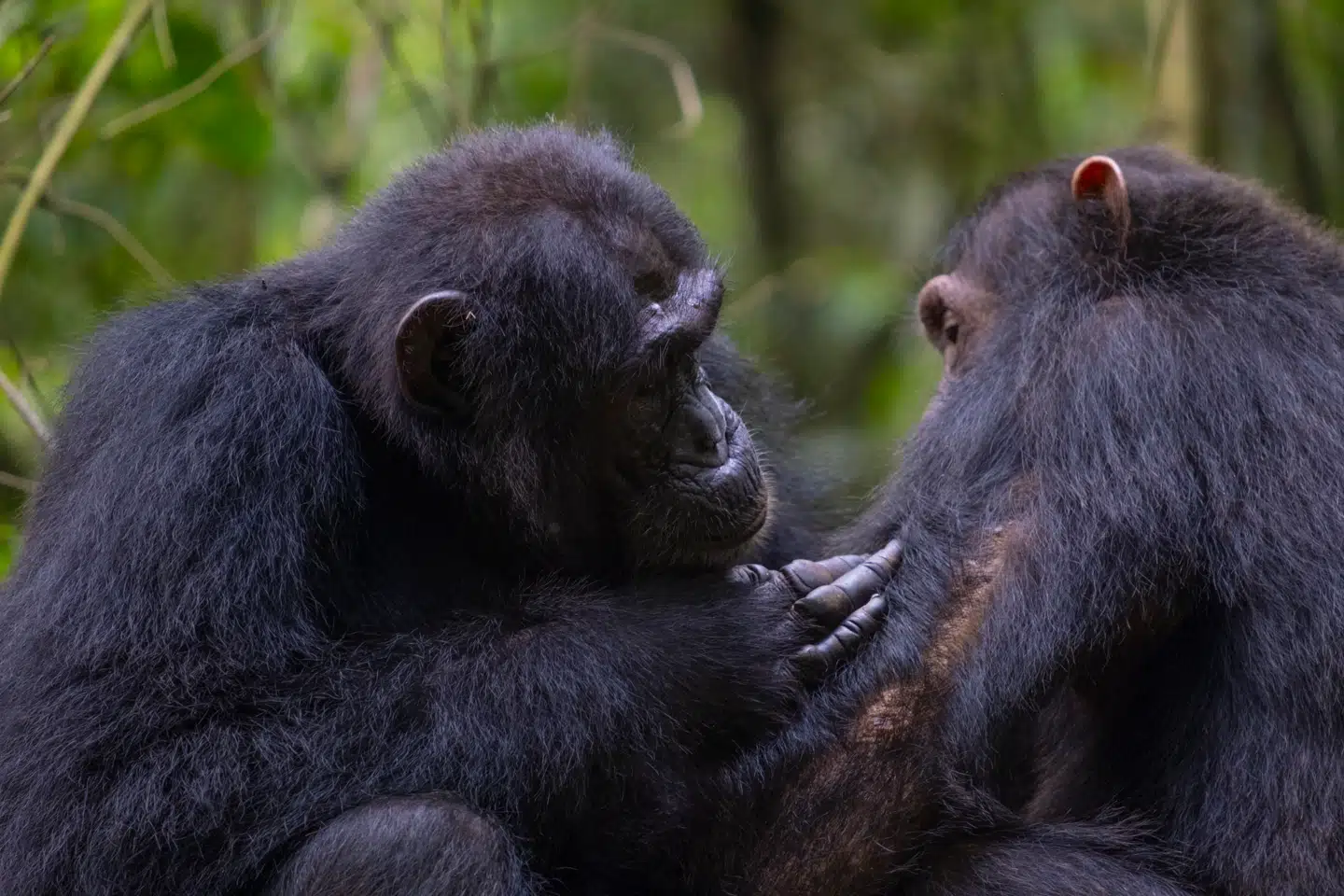 Chimpansers omsorg er ikke kun forbeholdt de nærmeste, viser nye observationer fra Budongo-skoven i Uganda. Foto: Elodie Freymann, Scanpix