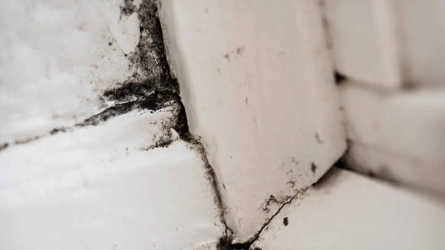 Svampen kan ramme millioner af mennesker.