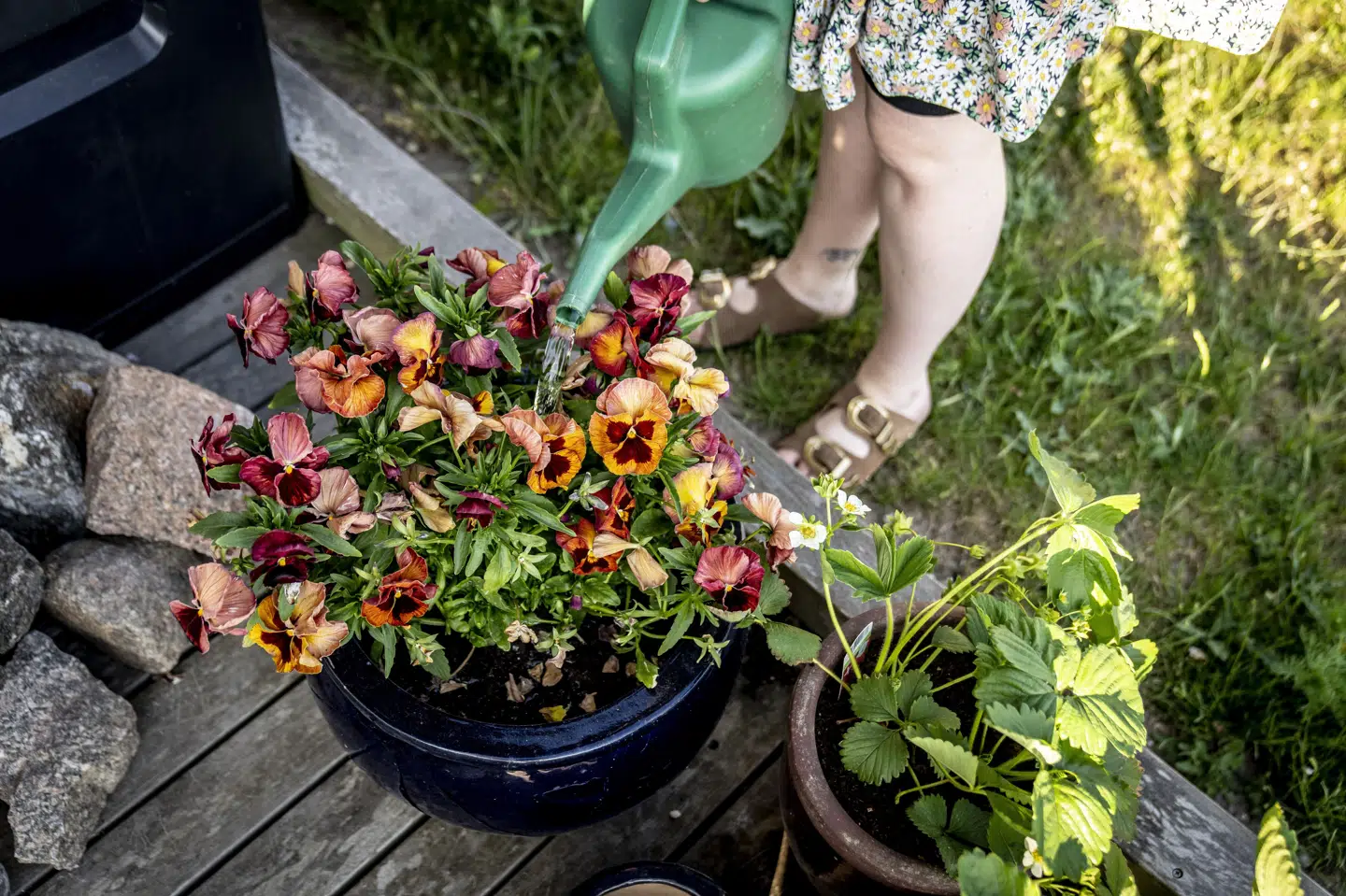 I særligt de østlige dele af landet skal haveejere ud med vandkanden de næste par uger. En månedsprognose fra DMI viser nemlig, at mens man i øst kan få små byger i uge 21, er det primært i vest, at der i uge 22 og uge 23 kan være mulighed for mellem 5 og 15 millimeter regn. Overordnet bliver det varmt med mellem 14 og 22 grader. (Arkivfoto).