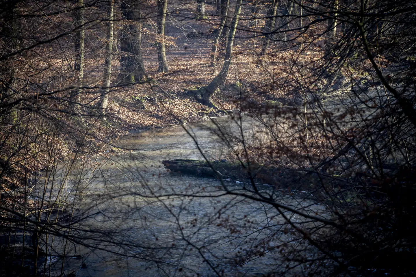 Fiskeynglen bliver mere sårbar for hejrer, oddere og skarver, i takt med at vandet forsvinder fra vandløb og bække i Danmark. (Arkivfoto).