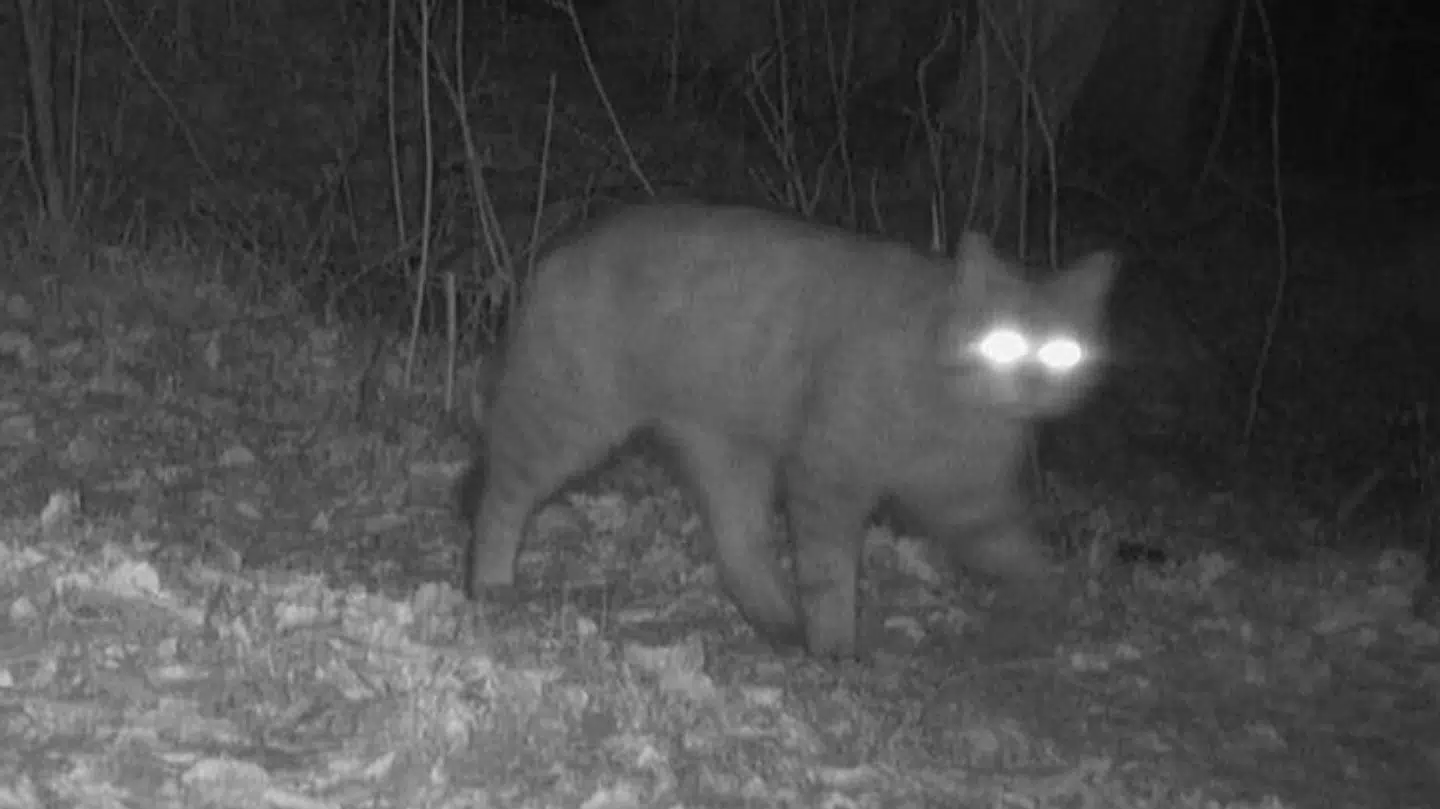 En europæisk vildkat er blevet opdaget ved grænsen til Tyskland.