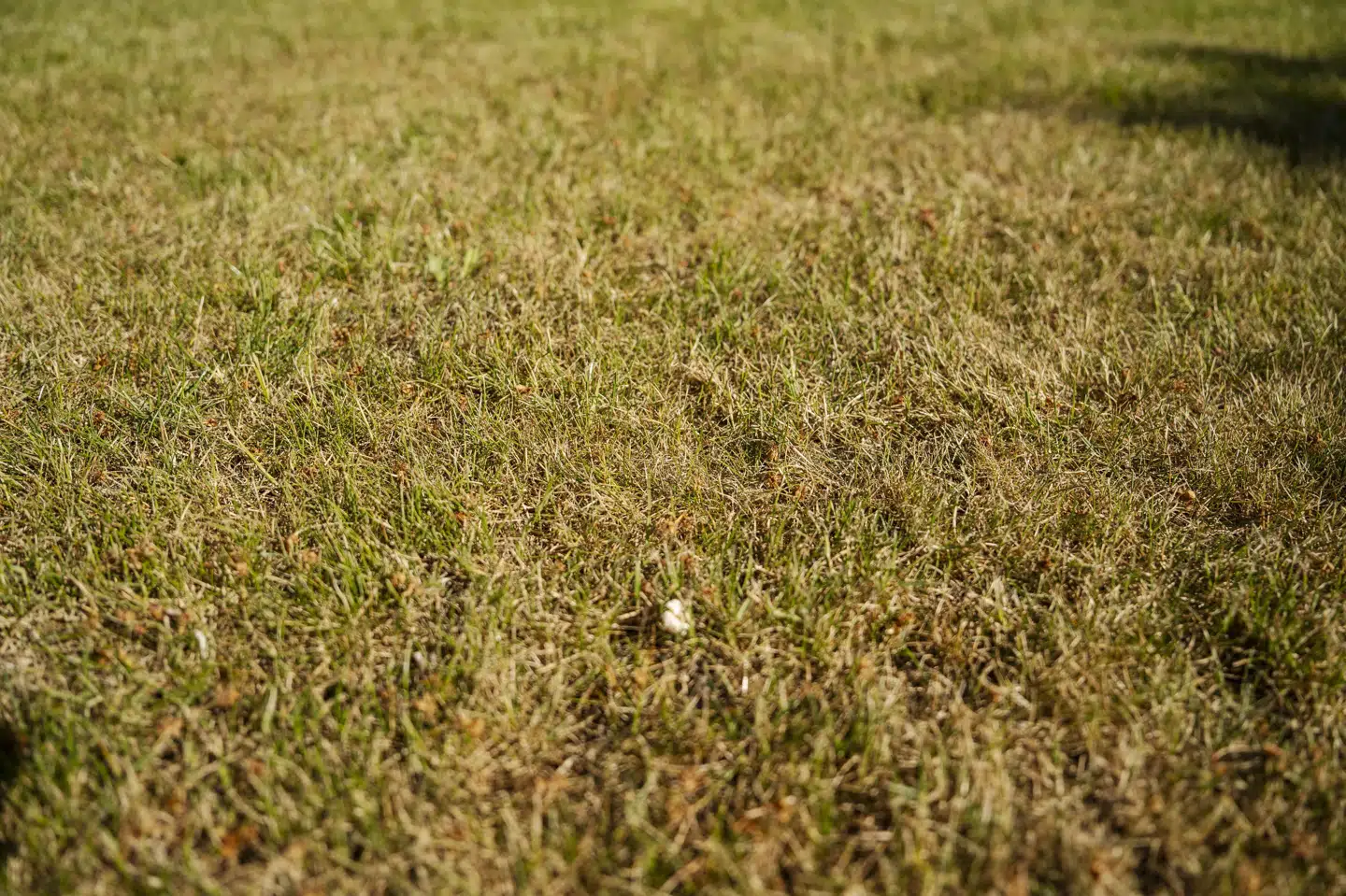 Danmark har for andet døgn i træk haft et såkaldt tørkedøgn. Det er aldrig sket så tidligt på året, siden DMI begyndte deres tørkeindeks i 2005.