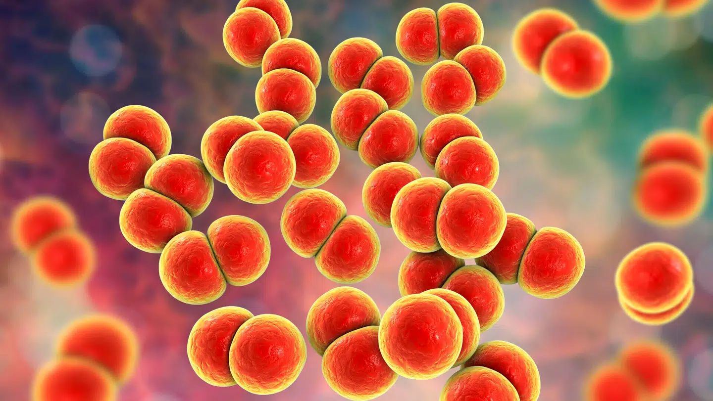 Sådan ser gonoré-bakterien ud. Tidligere ramte kønssygdommen oftest homoseksuelle mænd, men de seneste år har der været en stigning i tilfælde blandt heteroseksuelle mænd og kvinder. Årsagen skulle være at færre bruger kondom.