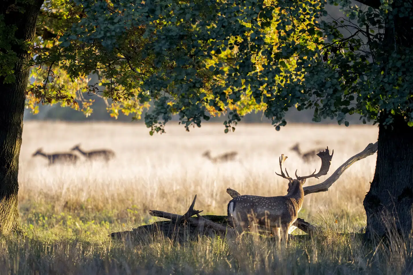 Tre oppositionspartier kræver nu en ny definition af beskyttet natur. De mener, at det skal være slut med at regne golfbaner med, og de vil i stedet have sammenhængende naturområder, der kan få lov at stå urørt. Billedet er fra Jægersborg Dyrehave, hvor der både er dyr og træer - og Skandinaviens største golfklub er nabo. (Arkivfoto).