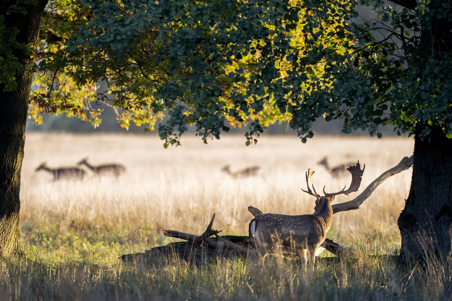 Tre oppositionspartier kræver nu en ny definition af beskyttet natur. De mener, at det skal være slut med at regne golfbaner med, og de vil i stedet have sammenhængende naturområder, der kan få lov at stå urørt. Billedet er fra Jægersborg Dyrehave, hvor der både er dyr og træer - og Skandinaviens største golfklub er nabo. (Arkivfoto).