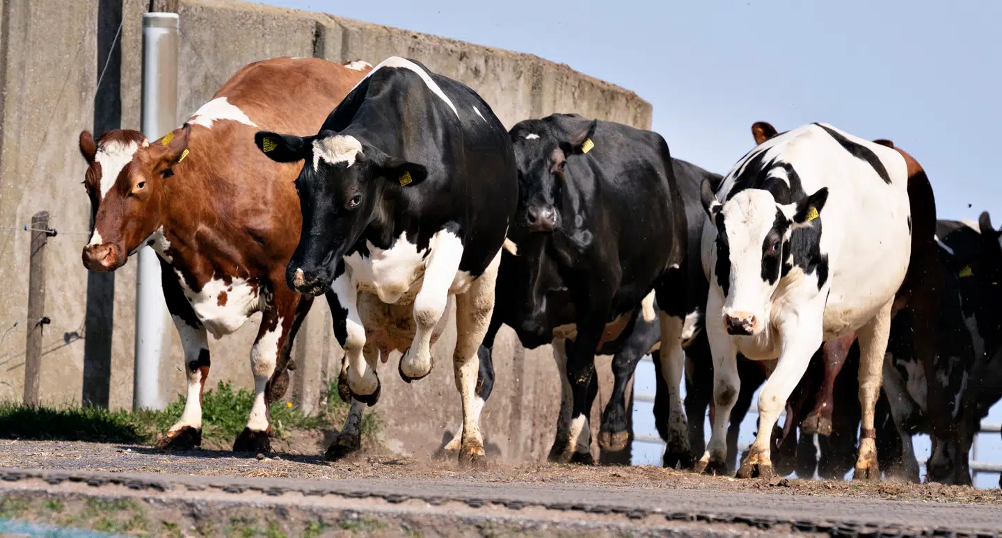 Køer på en Firstfarms-gård i Slovakiet blev tidligere på året ramt af sygdom. Det drejer sig dog ikke om køerne på dette billede.