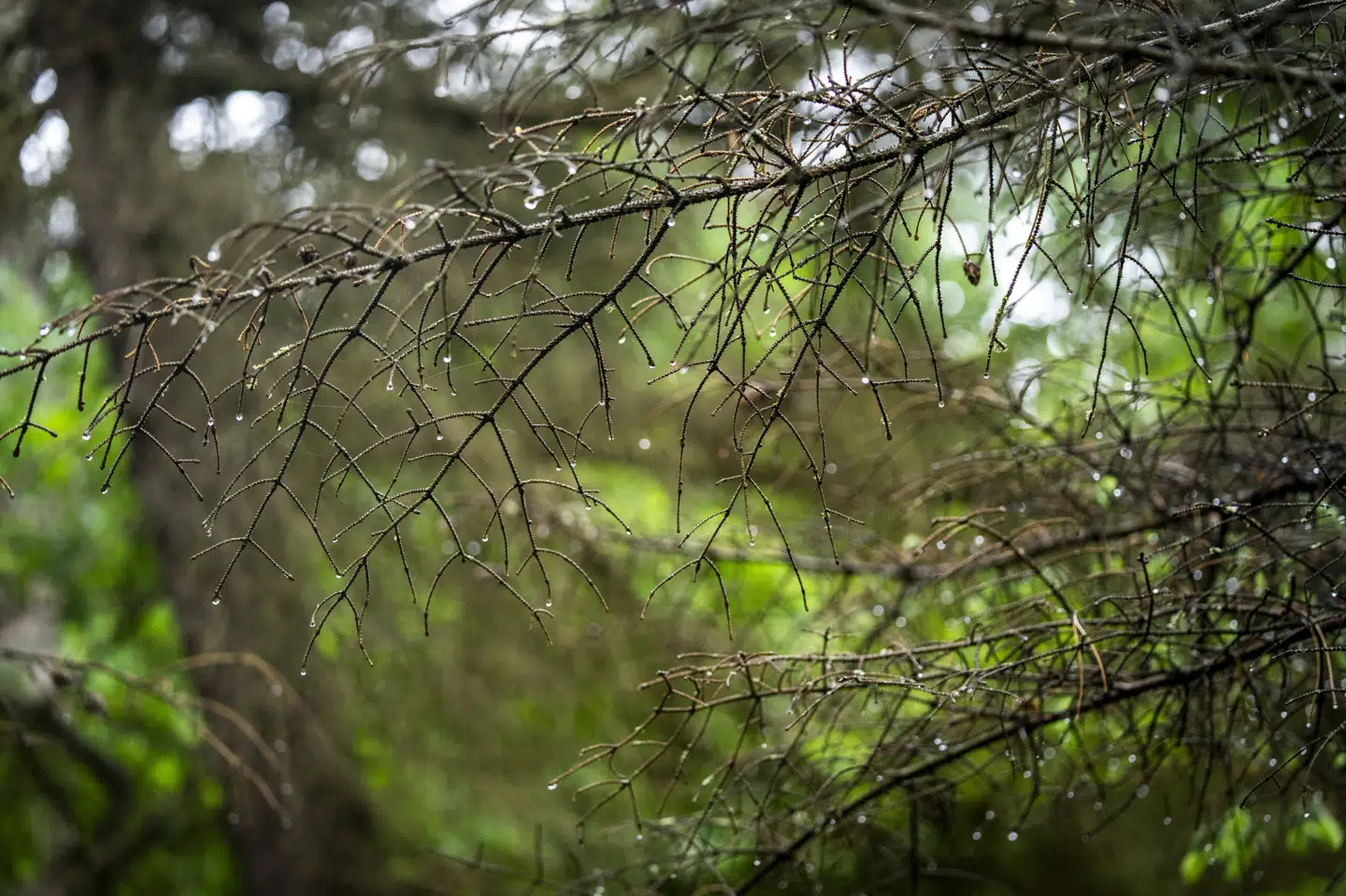 Det er en temmelig våd uge, vi er på vej ind i, lyder meldingen mandag morgen fra DMI's meteorolog. (Arkivfoto).