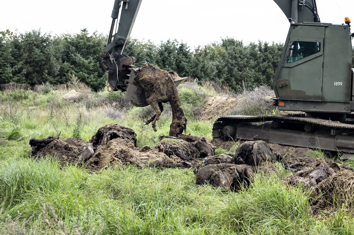 Viegård Stutteri nord for Viborg kom i mediernes søgelys, da der i august 2023 ved et uanmeldt besøg på stutteriet blev fundet nedgravede rester af omkring 50 heste. (Arkivfoto).