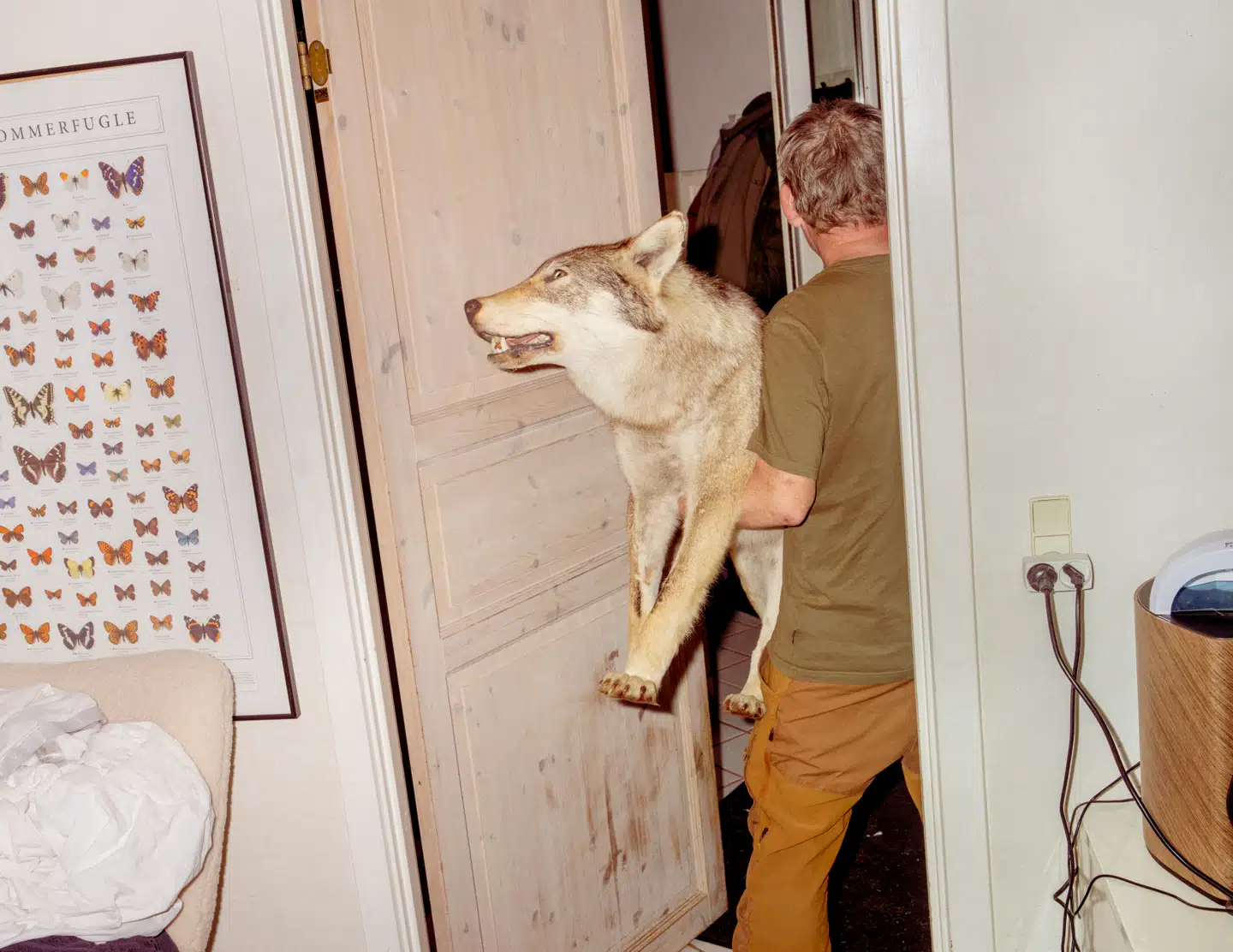 Ulveentusiast Thomas Boesdal med sin udstoppede ulv, der minder om den ulv ved Ulfborg, der var hans yndlingsulv.