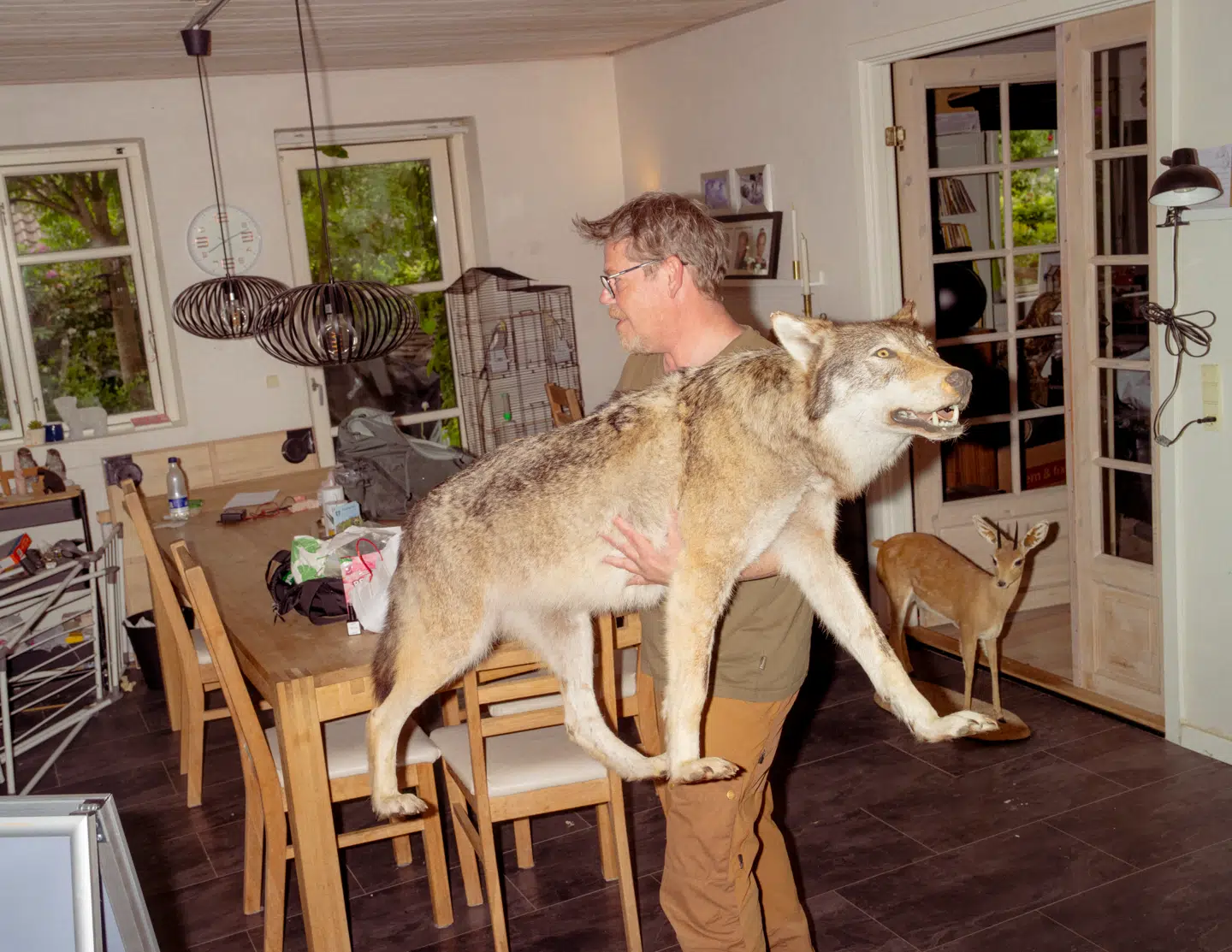 Thomas Boesdal med sin udstoppede ulv.