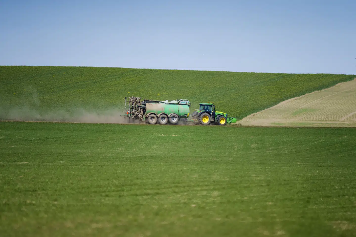 Ifølge rapport fra Aarhus Universitet, som bygger på tal fra mere end 1000 marker, har 46 procent af markerne med silomajs fået mere gødning, end de kunne optage. (Arkivfoto).