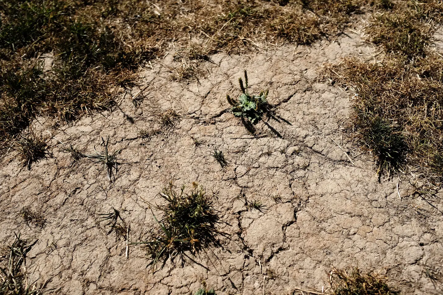 Arkivfoto: Liselotte Sabroe, Scanpix