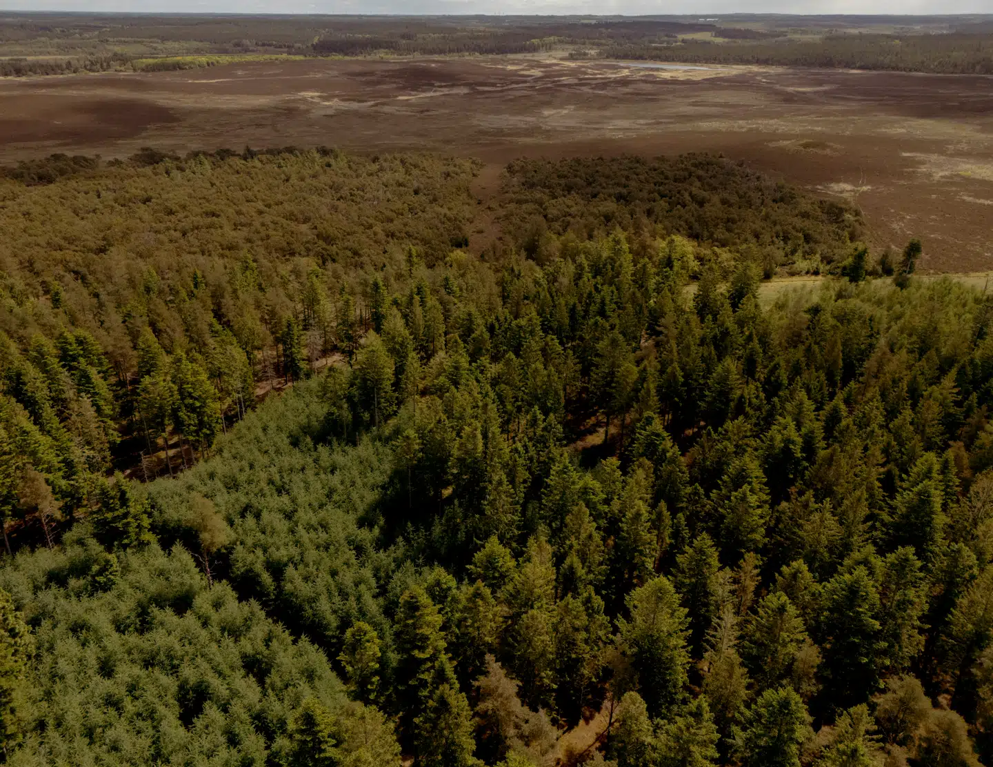 »Det kunne være interessant, at se en landsdækkende afstemning for eller imod ulve i Danmark. Den ville sikkert vise et klart nej i Jylland og et ja i resten af landet, hvor man kan være ligeglad,« skriver Peter Bøgelund. Her ses Stråsø Plantage i Vestjylland, hvor danmarks første - og officelt eneste - ulv blev skudt.