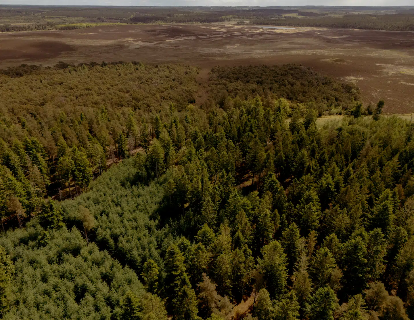 »Det kunne være interessant, at se en landsdækkende afstemning for eller imod ulve i Danmark. Den ville sikkert vise et klart nej i Jylland og et ja i resten af landet, hvor man kan være ligeglad,« skriver Peter Bøgelund. Her ses Stråsø Plantage i Vestjylland, hvor danmarks første - og officelt eneste - ulv blev skudt.