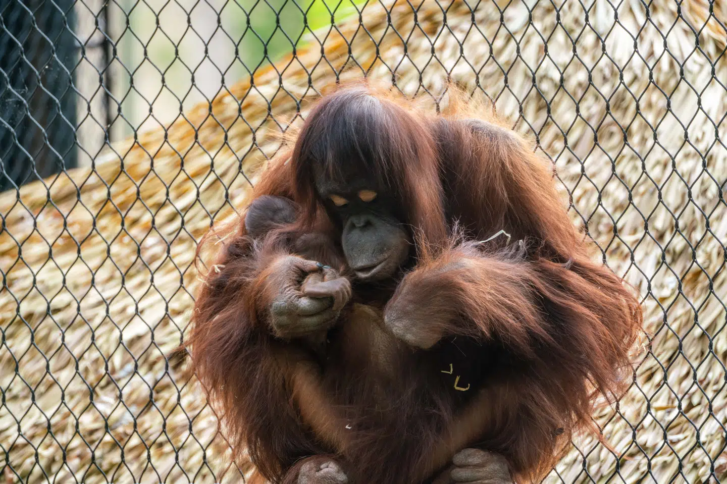 Orangutangen Ruti fra Aalborg Zoo lærte at amme sin nyfødte unge af en gæst.
