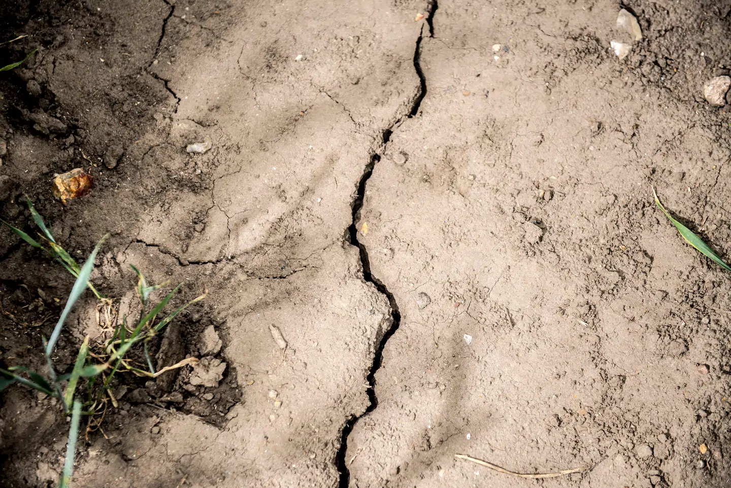 En tørkeramt mark ved Herslev nær Roskilde. Arkivfoto: Mads Claus Rasmussen, Scanpix.
