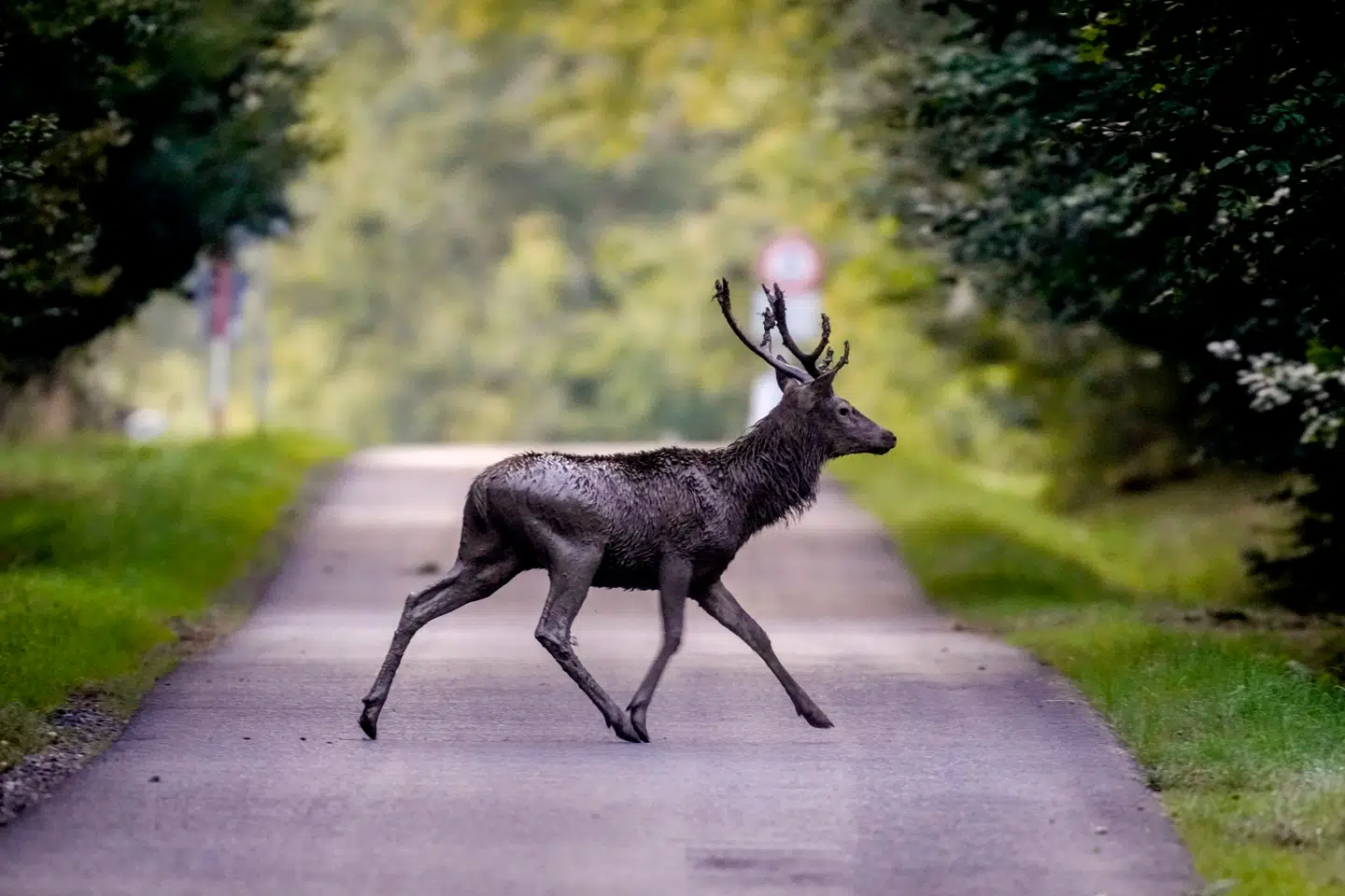 Vil synet af et par billygter få hjorten til at flygte eller fryse? Det har forskere studeret ved at sætte forskellige lyskilder på en golfvogn. Michael Probst/AP/Ritzau Scanpix