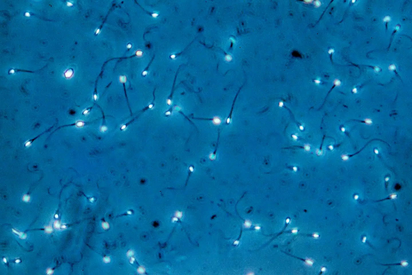 European Sperm Bank oplyser, at alle relevante myndigheder og klinikker blev informeret om sagen.