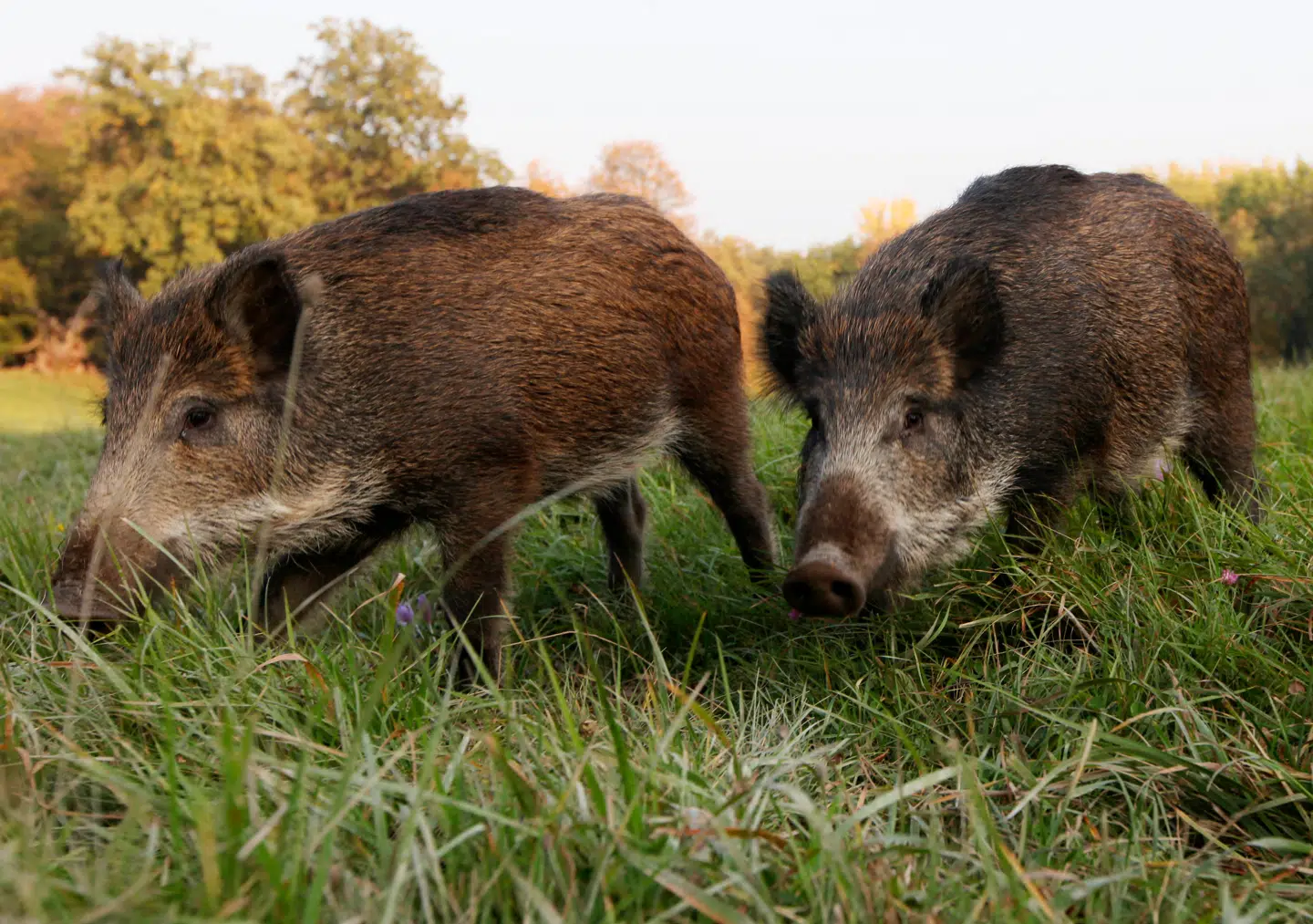 Danmark satte i 2019 et vildsvinehegn op i Sønderjylland for at forhindre vildsvin i at bringe den afrikanske svinepest med sig. Nu viser forskning, at den har cirkuleret i Europa i lang tid forinden. Arkivfoto: Dieter Nagl/AFP/Ritzau Scanpix