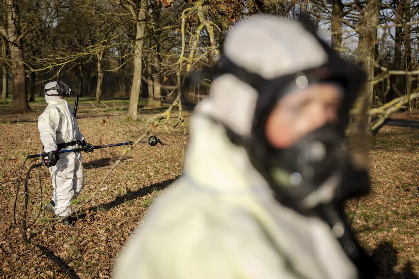 Folk med masker og heldragter fjernede i februar op mod 1000 reder for egeprocessionsspinder i det sydøstlige Odense. Indsatsen har foreløbigt kostet knap 350.000 kroner. (Arkivfoto).
