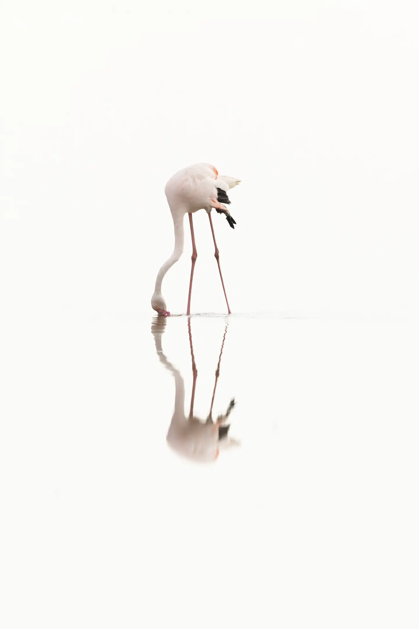 Forskerne håber, at flamingoens geniale filtreringsmekanisme kan inspirere nye vandrensningsteknologier. Foto: Juan Giribet, Scanpix