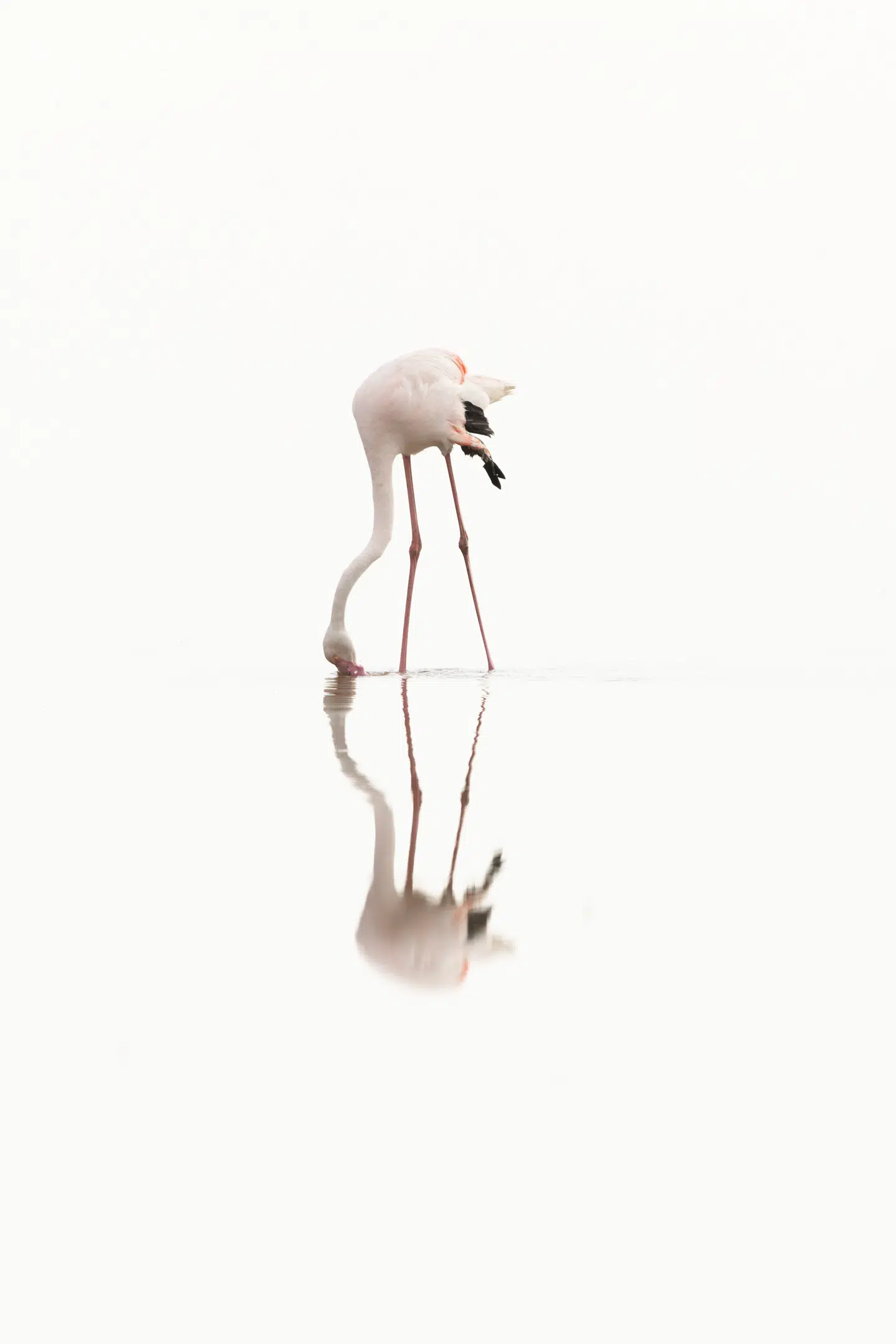 Forskerne håber, at flamingoens geniale filtreringsmekanisme kan inspirere nye vandrensningsteknologier. Foto: Juan Giribet, Scanpix