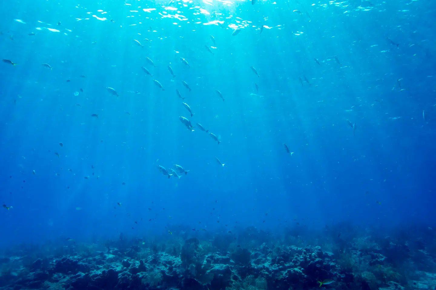 Den største koncentration af liv i havene findes i den øvre del, hvor lyset kan trænge ned. Men havene er i færd med at blive mørkere, hvilket ifølge forskere kan lægge pres på fisk og andre dyr i havene.