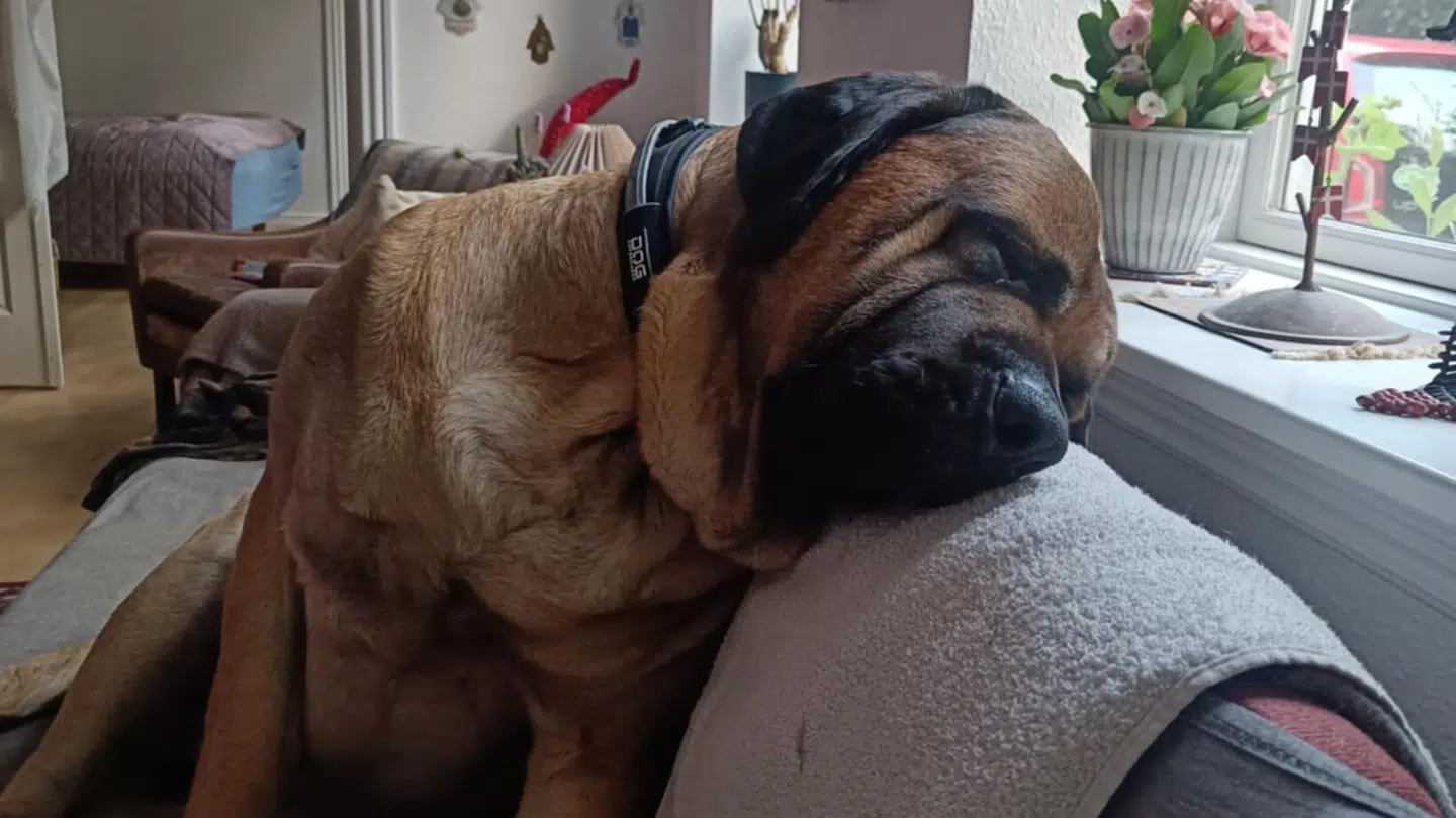 Puto er en blanding mellem en broholmer og bullmastiff.