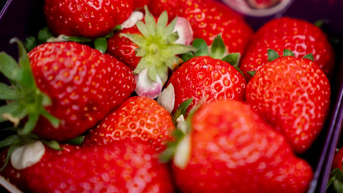 Der var ingen vej udenom, lyder det. Man har været nødt til at hæve priserne for jordbær. (Foto: Ida Marie Odgaard/Scanpix 2024)