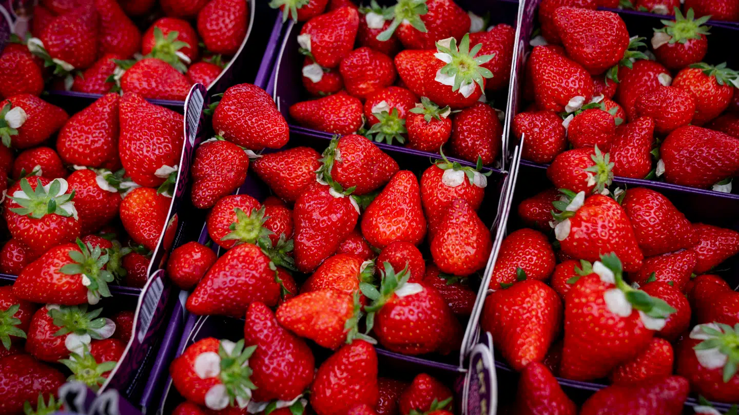 Flere norske producenter er blevet ramt af svampesygdom.