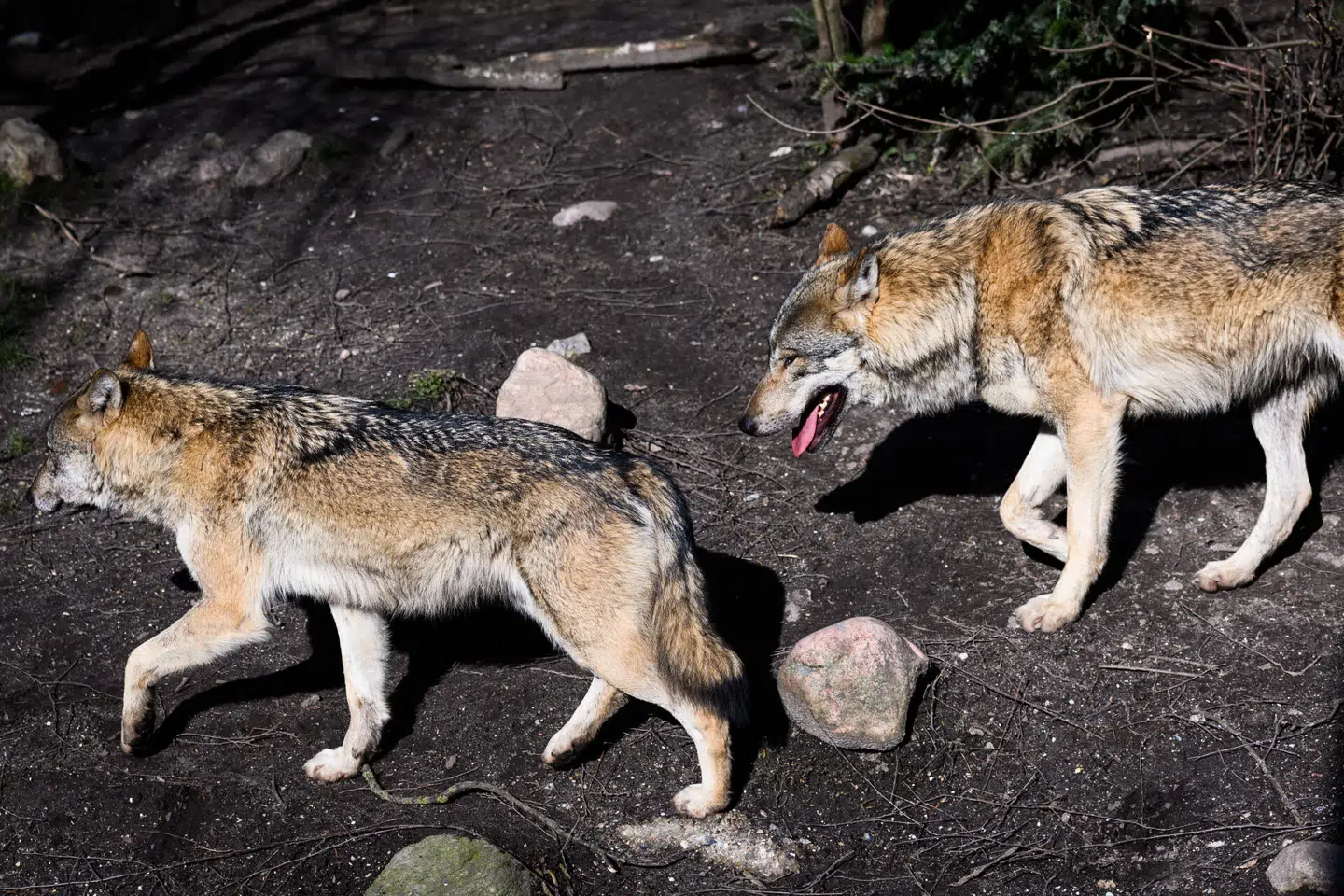 Ulven er tilbage i Danmarks natur og vokser i antal. Disse ulve er dog fotograferet i Københavns Zoo.
