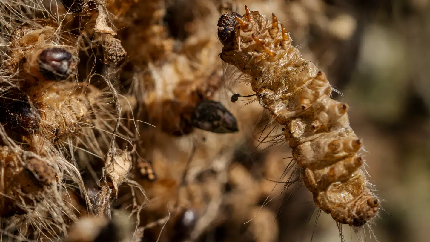 Egeprocessionsspinderkan er allergifremkaldende og fjernes med blandt andet varmt skum.