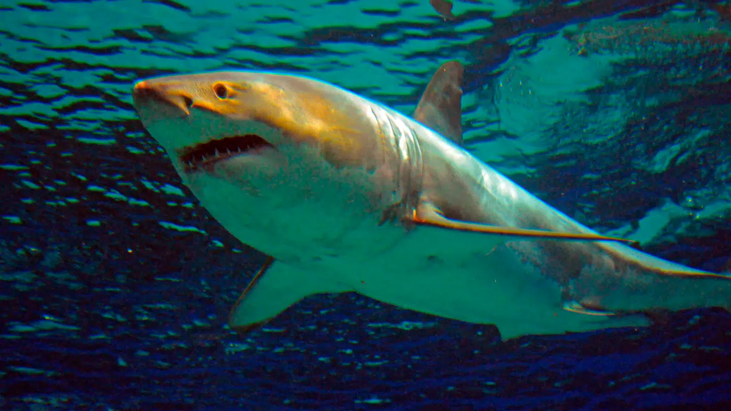 Man vil nødig støde på en haj under en svømmetur.