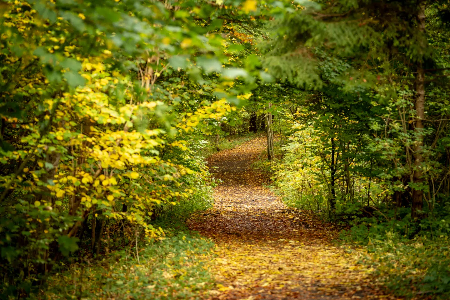 »Der er intet bæredygtigt ved at brænde hverken verdens skove eller danske skove af for at producere energi,« skriver Lars Midtiby.