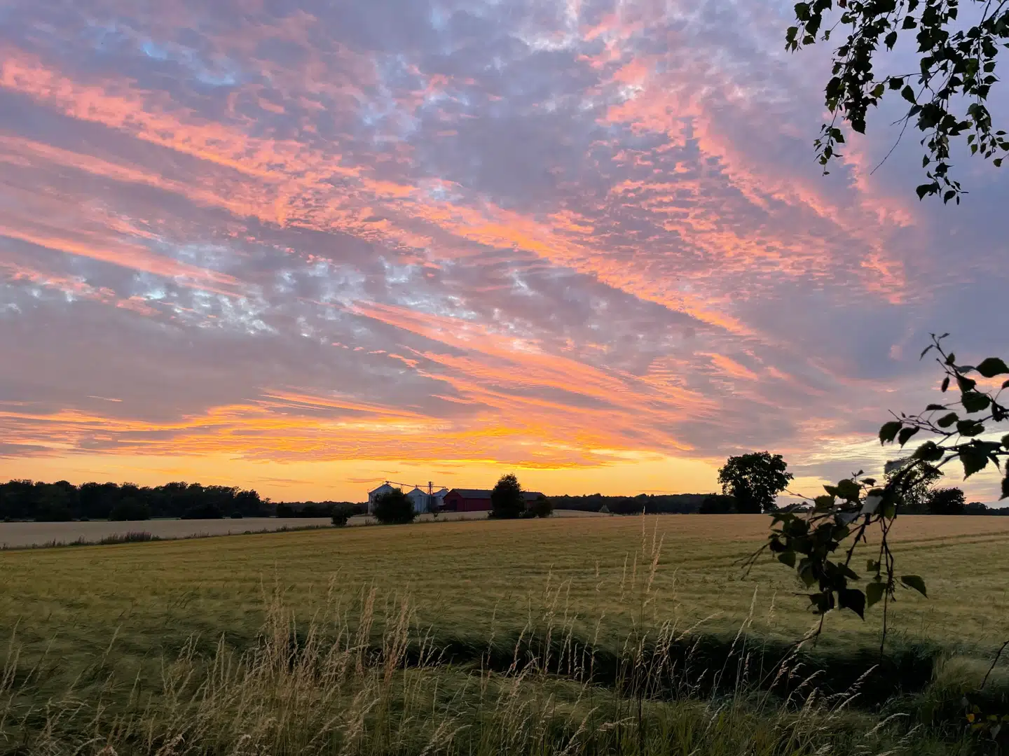 Sådan ser der ud fra Jakob Steen Olsens baghave i Alestad.
