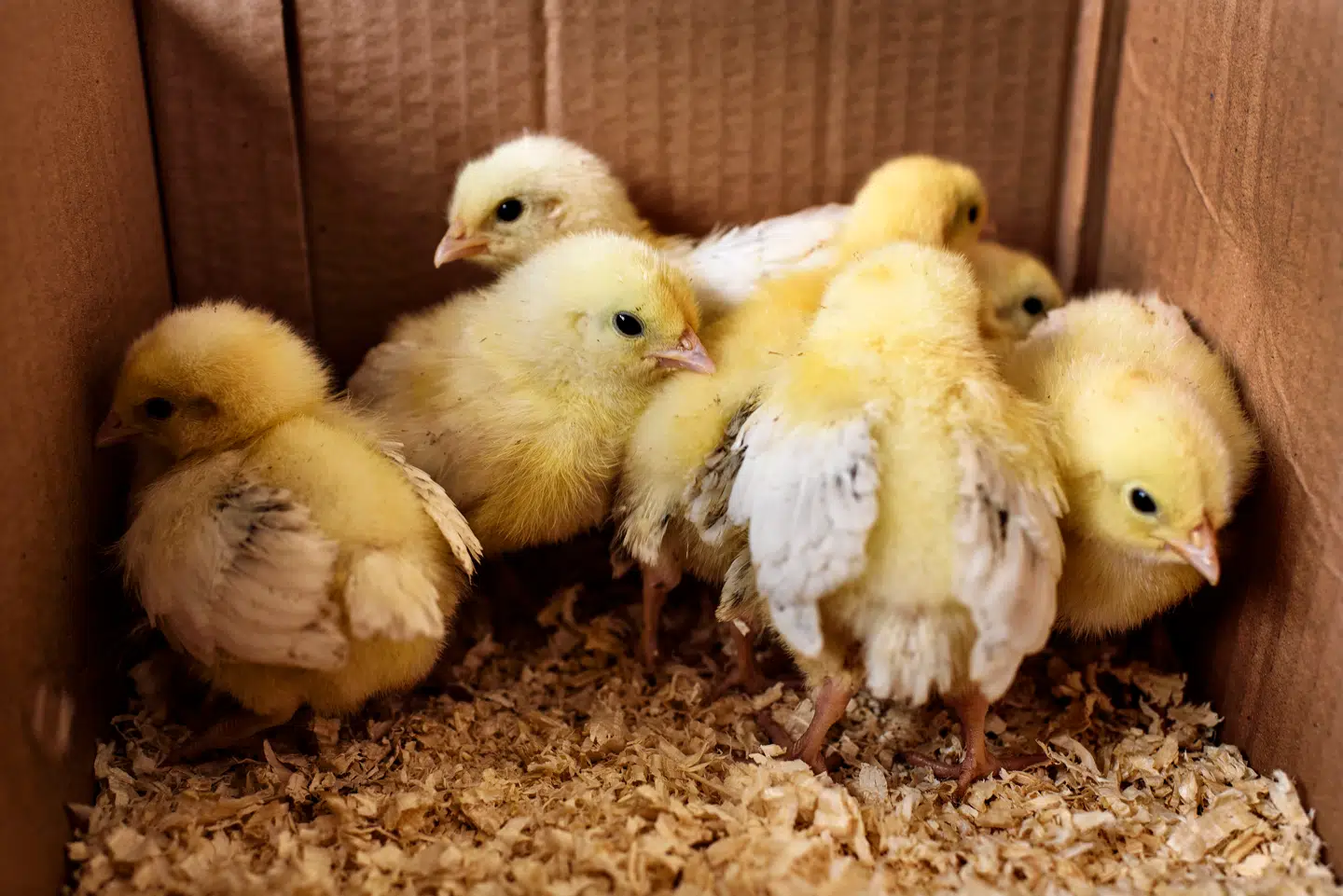 »Jeg er med på, at animalske fødevarer som æg ikke kommer fra Jens Hansens bondegård. At landbruget i dag er en helt anden og langt mere effektiv størrelse end førhen. Men der må da være grænser?« skriver en læser.