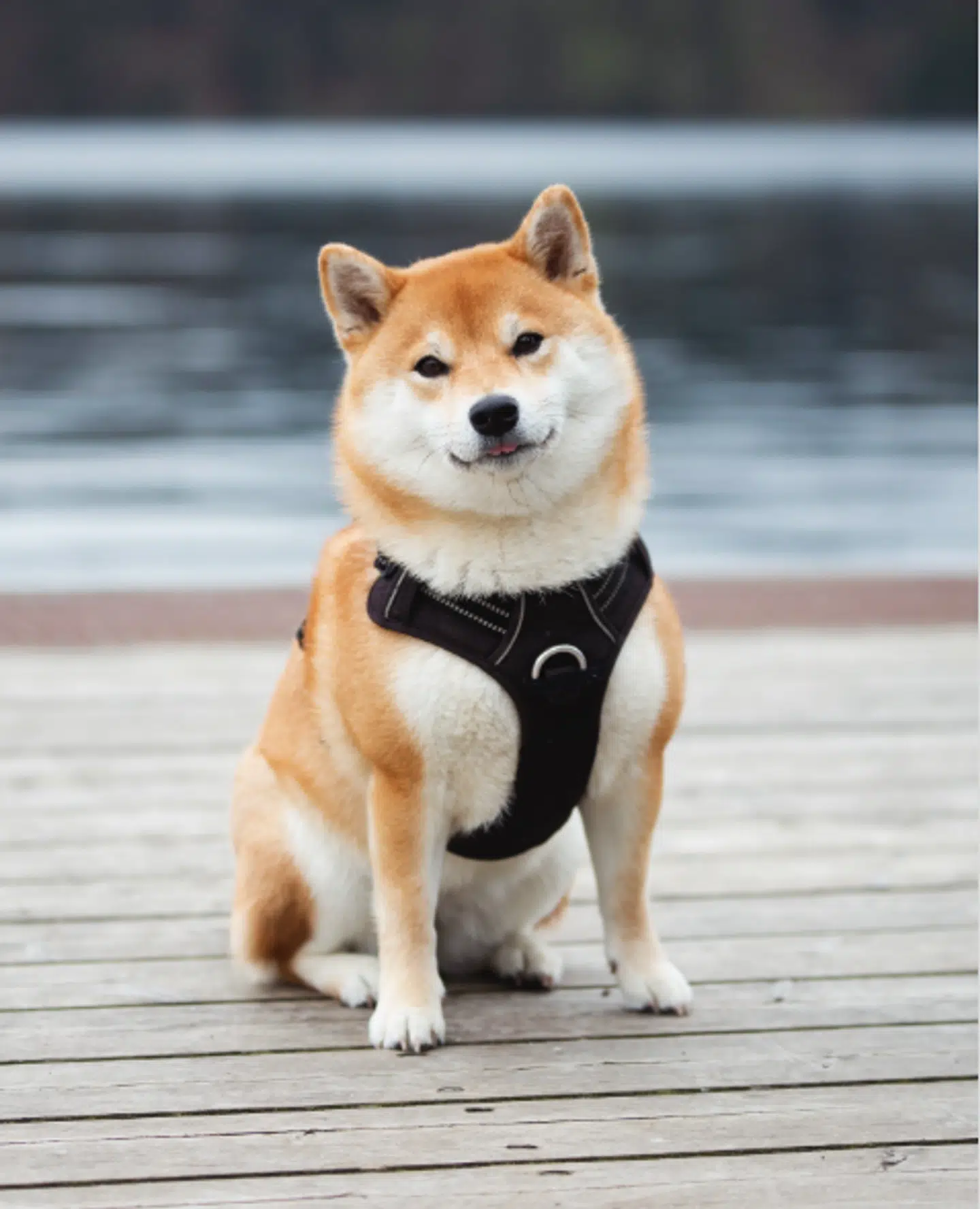 Den toårige hund Nala overlevede ikke sit møde med en åben brønd. Derfor bønfalder hendes ejere nu alle om at tjekke, at deres brønde er forsvarligt lukkede. Foto: nala_shiba_in_aarhus / Privat