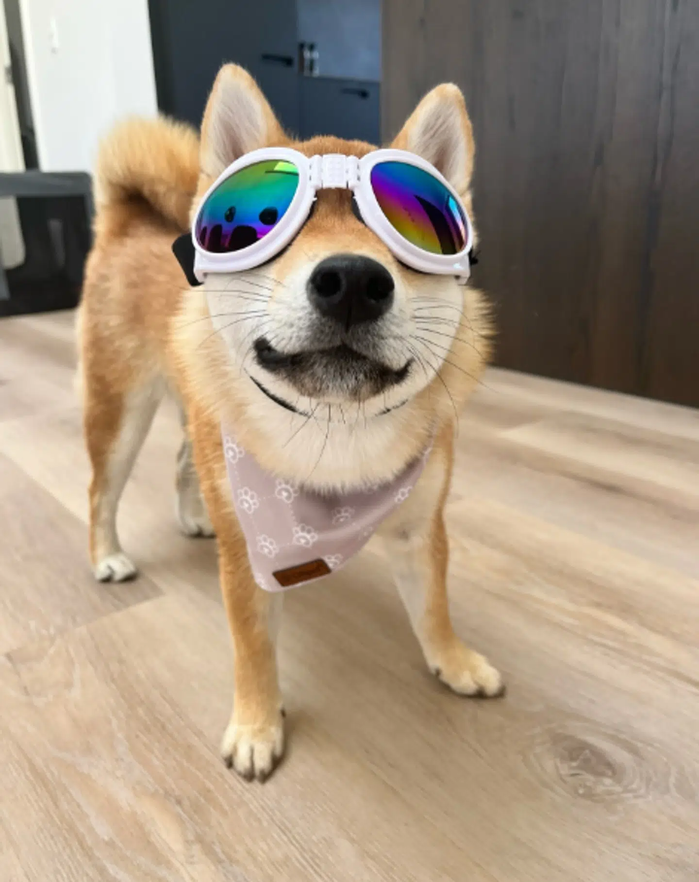Den toårige hund Nala overlevede ikke sit møde med en åben brønd. Derfor bønfalder hendes ejere nu alle om at tjekke, at deres brønde er forsvarligt lukkede. Foto: nala_shiba_in_aarhus / Privat