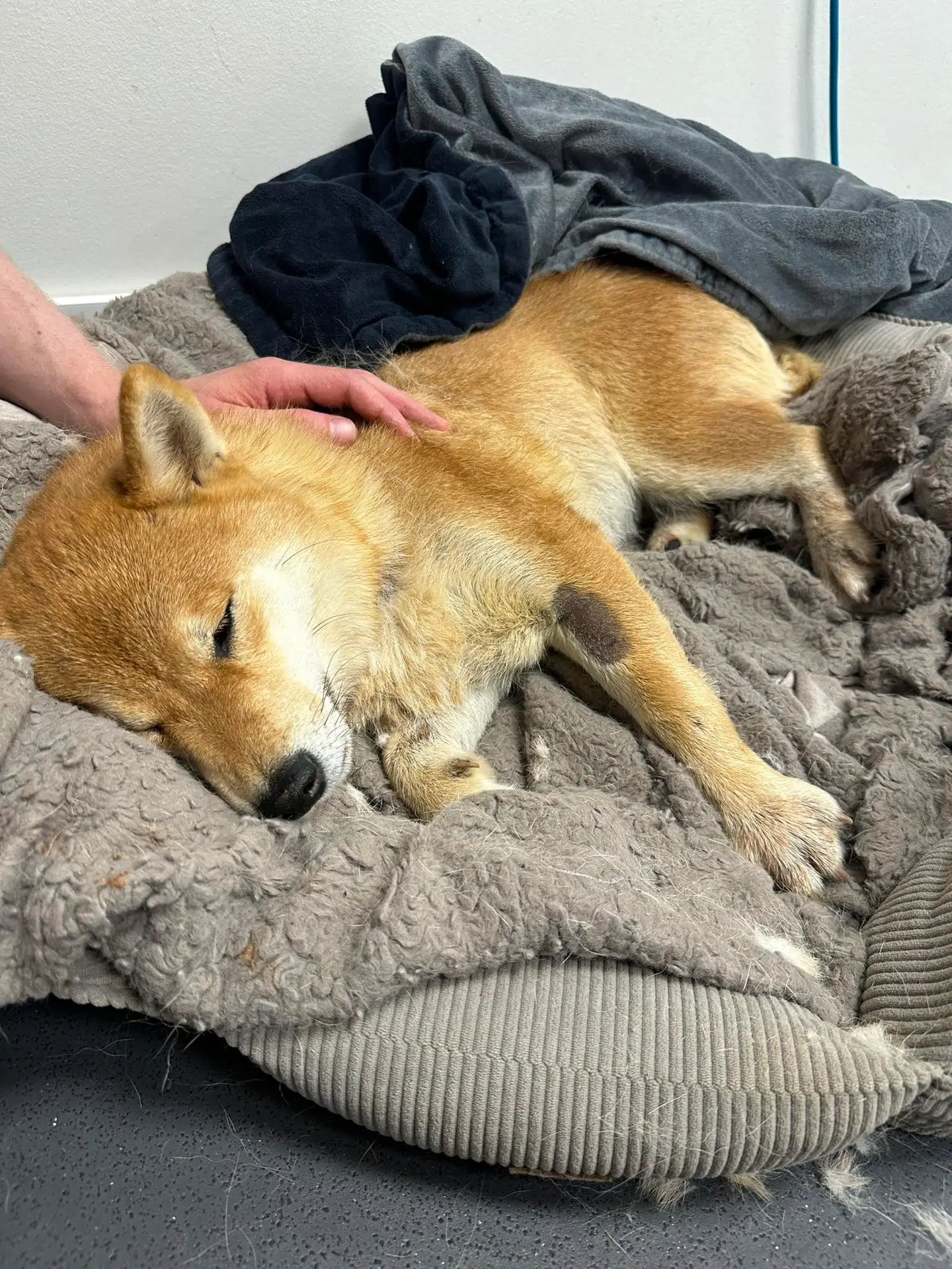 Den toårige hund Nala overlevede ikke sit møde med en åben brønd. Derfor bønfalder hendes ejere nu alle om at tjekke, at deres brønde er forsvarligt lukkede. Foto: nala_shiba_in_aarhus / Privat