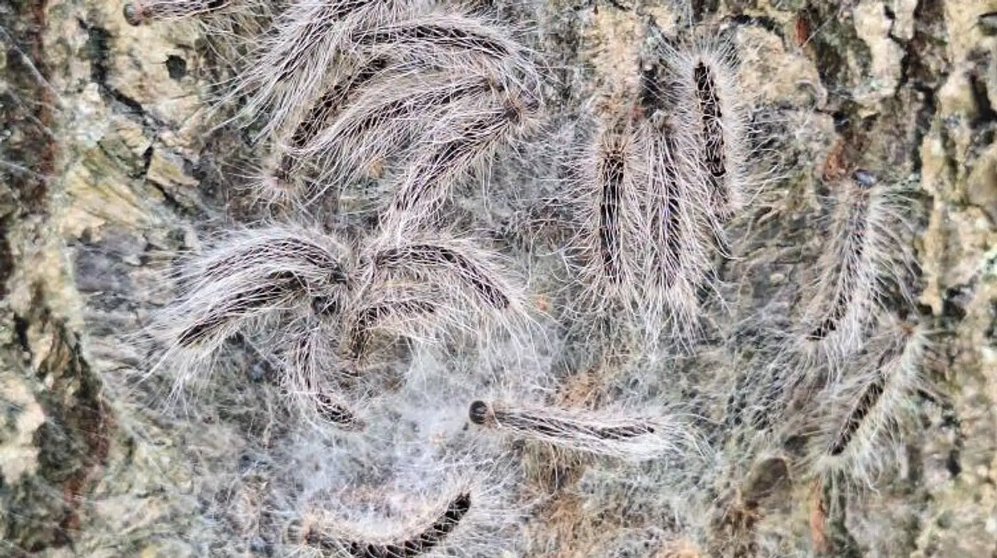 Her ses nogen af de laver af arten, der omtales som 'Larven fra Helvede', Morten Pihlbech så tirsdag i Odense.