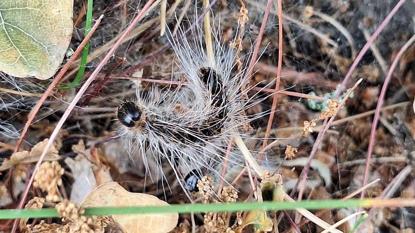 Her ses 'Larven fra helvede' ligge på jorden.
