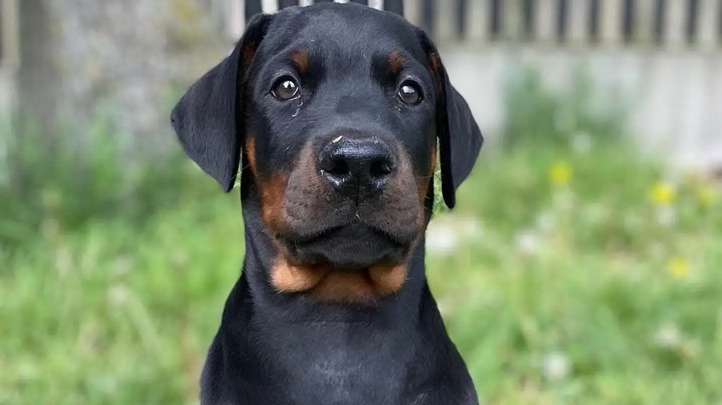 Her ses det sidste billede af dobermannen Jackson, der led en grum skæbne.