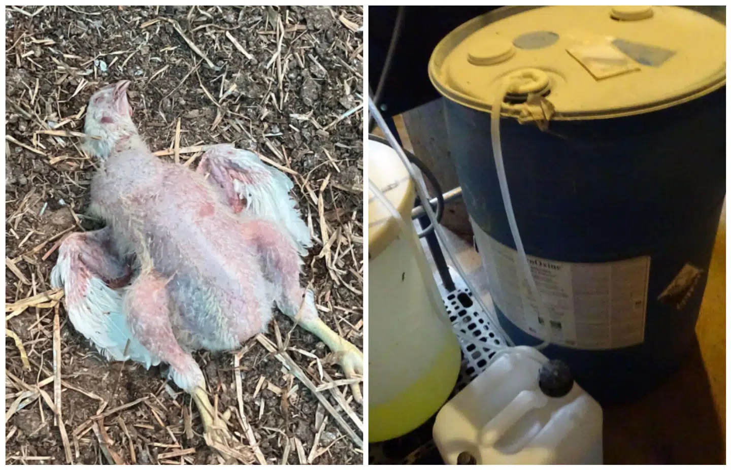 Kyllingernes drikkevad blev konsekvent tilført kemikaliet.