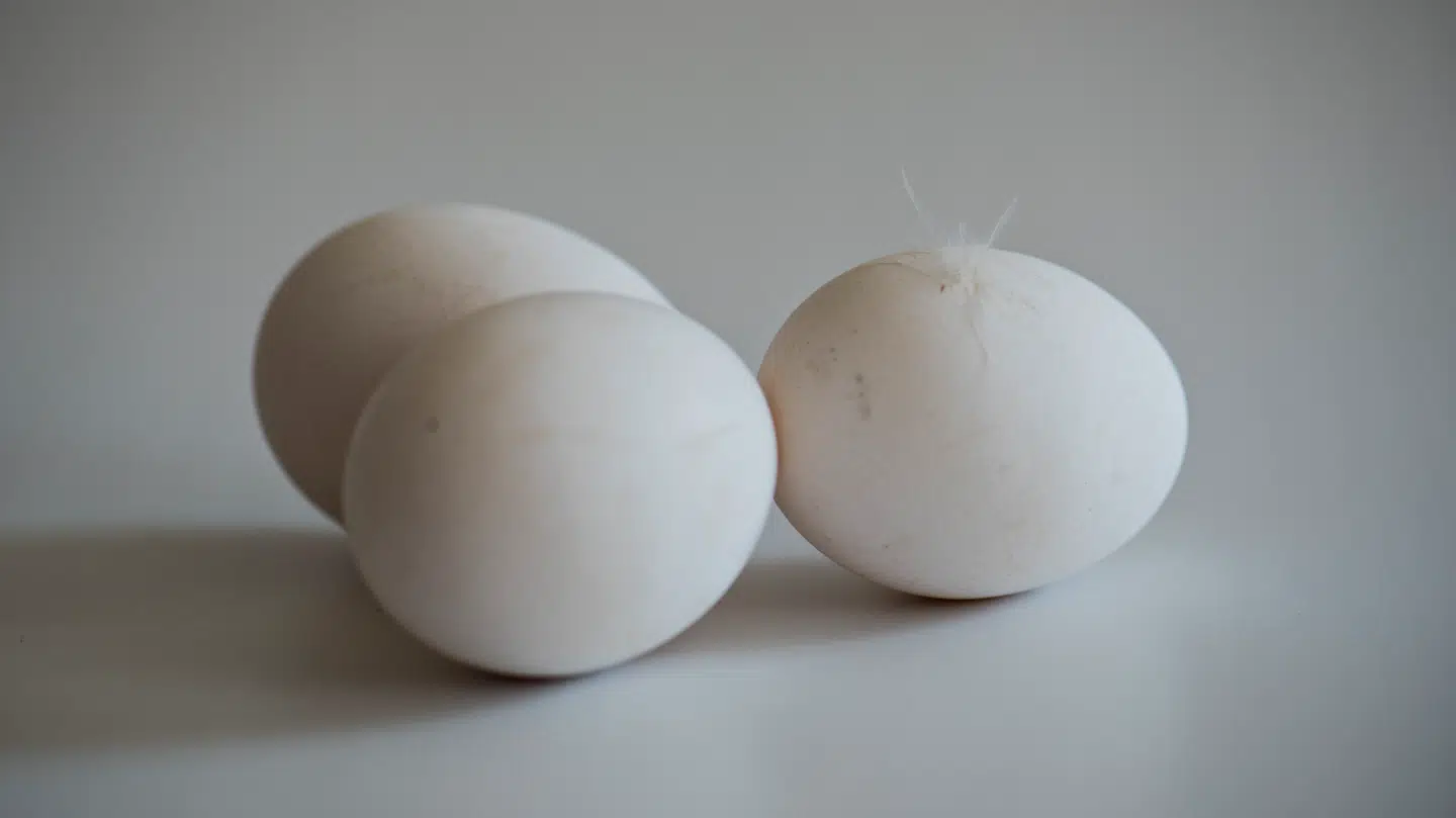 Mathias Bak Sørensens studentervogn blev angrebet med æg.